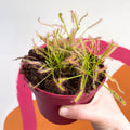 Cape Sundew (Narrow Leaf Red) - Drosera capensis - Sprouts of Bristol