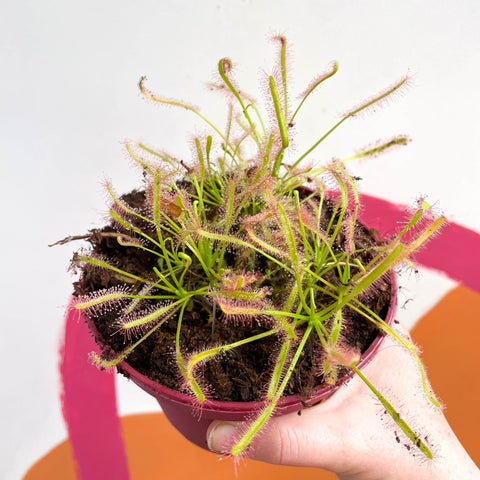 Cape Sundew (Narrow Leaf Red) - Drosera capensis - Sprouts of Bristol