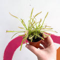 Cape Sundew (Narrow Leaf White) - Drosera capensis 'Alba' - Sprouts of Bristol
