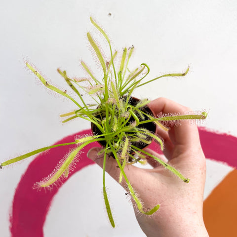 Cape Sundew (Narrow Leaf White) - Drosera capensis 'Alba' - Sprouts of Bristol