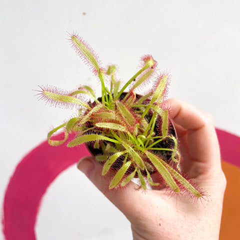 Cape Sundew (Wide Leaf Red) - Drosera capensis - Sprouts of Bristol