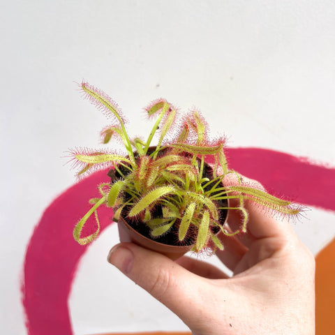 Cape Sundew (Wide Leaf Red) - Drosera capensis - Sprouts of Bristol