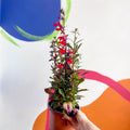 Cardinal Flower - Lobelia speciosa 'Fan Scarlet' - Sprouts of Bristol