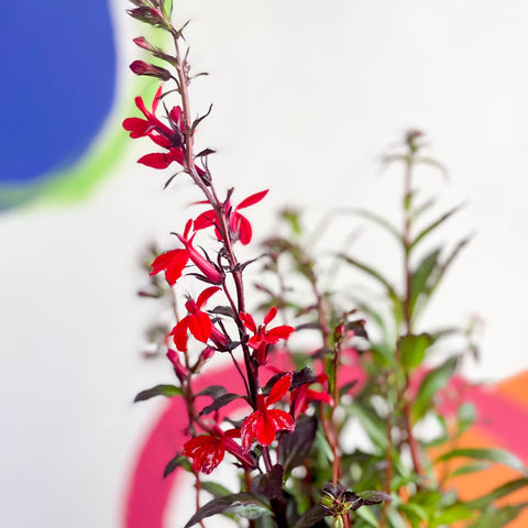 Cardinal Flower - Lobelia speciosa 'Fan Scarlet' - Sprouts of Bristol