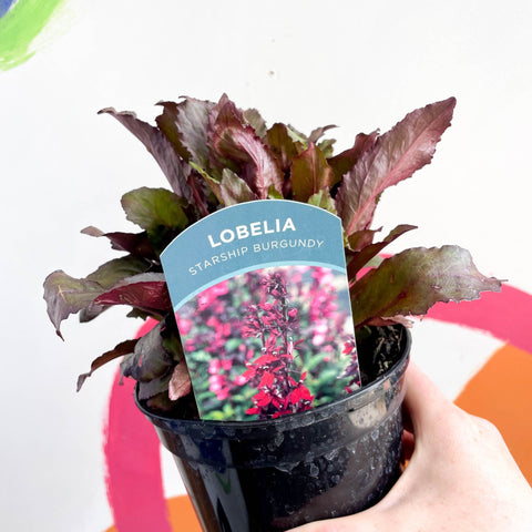 Cardinal Flower - Lobelia 'Starship Burgundy' - British Grown Perennial - Sprouts of Bristol
