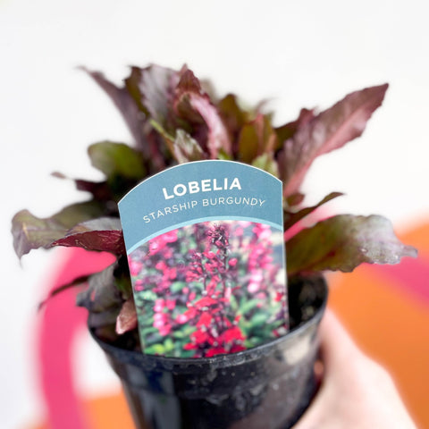 Cardinal Flower - Lobelia 'Starship Burgundy' - British Grown Perennial - Sprouts of Bristol