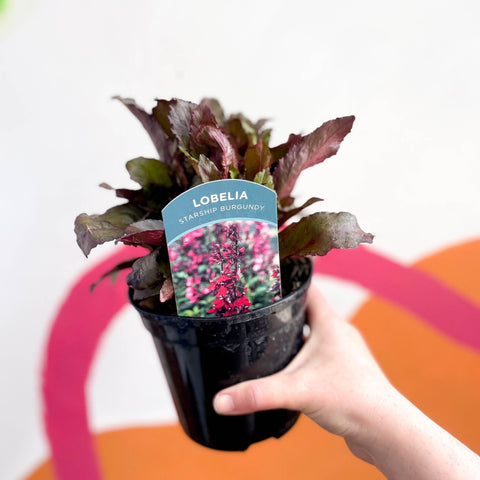 Cardinal Flower - Lobelia 'Starship Burgundy' - British Grown Perennial - Sprouts of Bristol