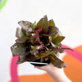 Cardinal Flower - Lobelia 'Starship Burgundy' - British Grown Perennial - Sprouts of Bristol