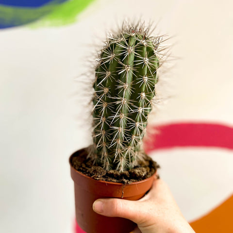 Cardon Cactus - Pachycereus pringlei - Sprouts of Bristol