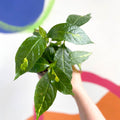 Caricature Plant - Graptophyllum pictum - British Grown - Sprouts of Bristol