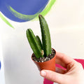 Carrion Flower - Stapelia leendertzia - Sprouts of Bristol