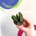 Carrion Flower - Stapelia leendertzia - Sprouts of Bristol