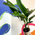 Cast Iron Plant - Aspidistra elatior - British Grown - Sprouts of Bristol
