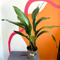 Cast Iron Plant - Aspidistra elatior - British Grown - Sprouts of Bristol