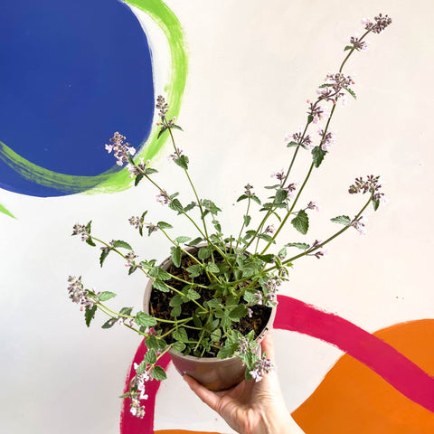 Cat Mint - Nepeta racemosa 'Amelia' - Cotswold Grown Perennial - Sprouts of Bristol