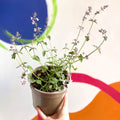 Cat Mint - Nepeta racemosa 'Amelia' - Cotswold Grown Perennial - Sprouts of Bristol