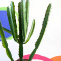 Cathedral Cactus - Euphorbia triangularis - Sprouts of Bristol