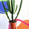 Cathedral Cactus - Euphorbia triangularis - Sprouts of Bristol