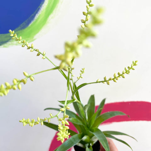 Catopsis morreniana 'White Form' syn. Tillandsia - Sprouts of Bristol