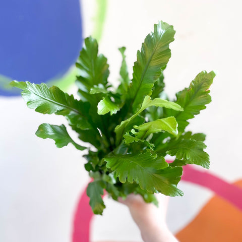Champion's Bird's Nest Fern - Asplenium nidus 'Campio' - Sprouts of Bristol