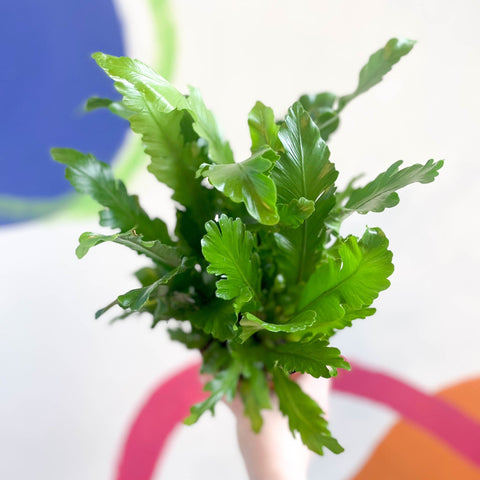 Champion's Bird's Nest Fern - Asplenium nidus 'Campio' - Sprouts of Bristol