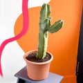 Chichipe Cactus - Polaskia chichipe - Sprouts of Bristol
