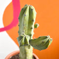 Chichipe Cactus - Polaskia chichipe - Sprouts of Bristol