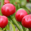 Chilli 'Little Bomb' Seeds - Sprouts of Bristol
