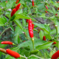 Chilli 'Thai Hot' Seeds - Sprouts of Bristol