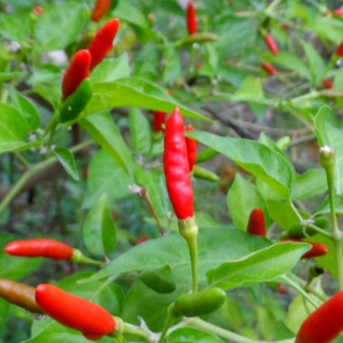 Chilli 'Thai Hot' Seeds - Sprouts of Bristol