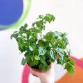 China Doll Plant - Radermachera sinica - Sprouts of Bristol