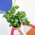 China Doll Plant - Radermachera sinica - Sprouts of Bristol