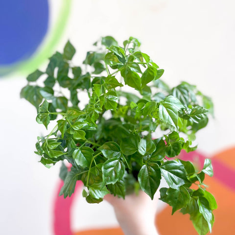 China Doll Plant - Radermachera sinica - Sprouts of Bristol