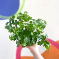 China Doll Plant - Radermachera sinica - Sprouts of Bristol