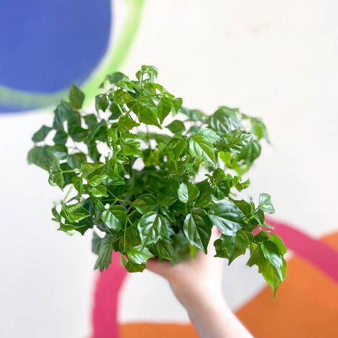 China Doll Plant - Radermachera sinica - Sprouts of Bristol