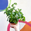 China Doll Plant - Radermachera sinica - Sprouts of Bristol