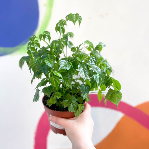 China Doll Plant - Radermachera sinica - Sprouts of Bristol