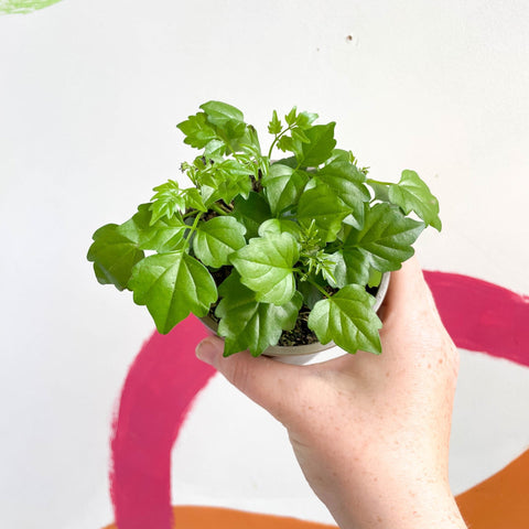 China Doll Plant - Radermachera sinica - British Grown - Sprouts of Bristol