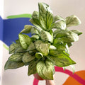 Chinese Evergreen - Aglaonema 'Christina' - British Grown - Sprouts of Bristol