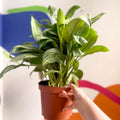 Chinese Evergreen - Aglaonema 'Christina' - British Grown - Sprouts of Bristol