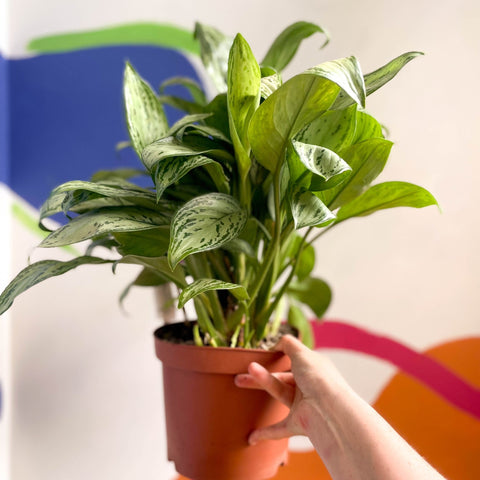 Chinese Evergreen - Aglaonema 'Christina' - British Grown - Sprouts of Bristol