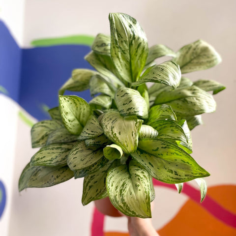 Chinese Evergreen - Aglaonema 'Christina' - British Grown - Sprouts of Bristol