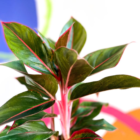 Chinese Evergreen - Aglaonema ‘Crete' - Sprouts of Bristol