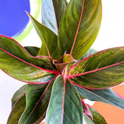 Chinese Evergreen - Aglaonema ‘Crete' - Sprouts of Bristol
