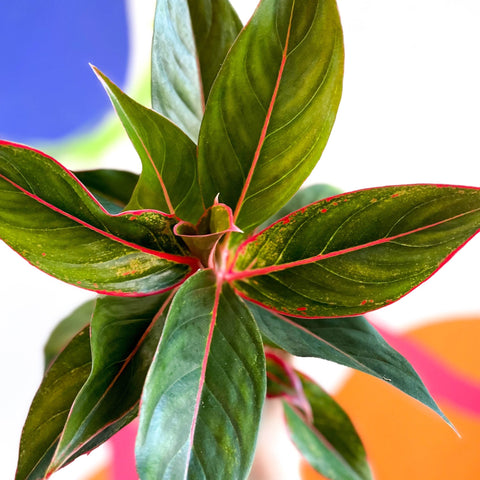Chinese Evergreen - Aglaonema ‘Crete' - Sprouts of Bristol
