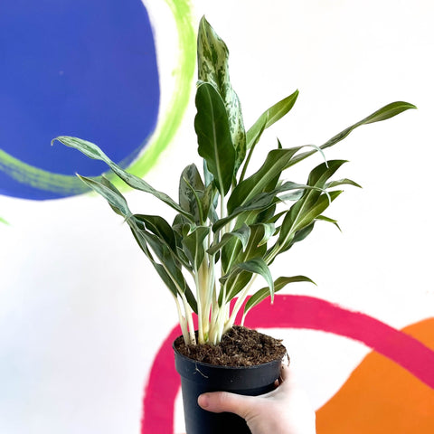 Chinese Evergreen - Aglaonema ‘Cutlass’ - Sprouts of Bristol