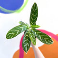 Chinese Evergreen - Aglaonema 'Ivy Green' - Sprouts of Bristol