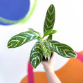 Chinese Evergreen - Aglaonema 'Ivy Green' - Sprouts of Bristol