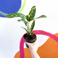 Chinese Evergreen - Aglaonema 'Ivy Green' - Sprouts of Bristol