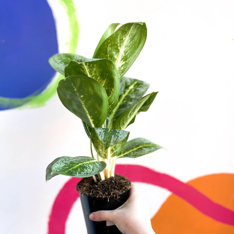 Chinese Evergreen - Aglaonema ‘Key Lime' - Sprouts of Bristol